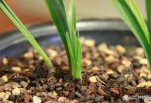 兰花发芽是什么样子，发芽后如何长得快