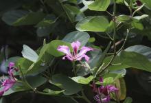 紫荆花会结果吗，紫荆花的介绍