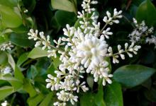 米兰开花时间叶子能喷水吗