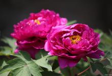 牡丹可以种在庭院吗，有什么注意事项？