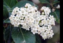 珍珠花的养殖方法