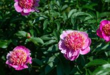 芍药花烂根的一些解决方法