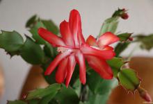 蟹爪兰有花苞了还能施肥吗，开花的时候怎么施肥