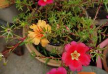 太阳花的特点，太阳花是什么时候开放的