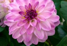 大丽花的换盆方法及注意事项