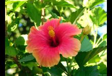 芙蓉花的浇水方法和开花时间