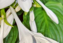 玉簪花养护不开花怎么办，什么原因造成的