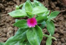 牡丹吊兰烂根怎么回事