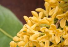 桂花叶子卷曲麻黄是怎么回事