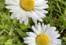 雏菊的花语和寓意