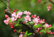 海棠黄叶的原因和处理办法