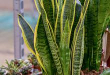 虎皮兰如何进行养护？在室内怎么养