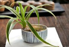 室内养什么花比较好，有什么需要注意的地方