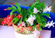 蟹爪兰的花期多长时间，如何延长花期