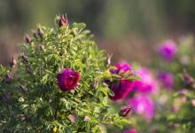 作为养花人不知道玫瑰花的种植时间和方法，这样施肥利于玫瑰生长