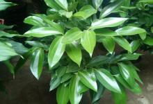 平安树的花语和寓意，有什么传说故事