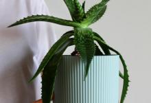 芦荟叶子干瘪怎么办