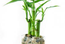 水养富贵竹叶子发黄的原因跟解决方法