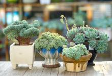 多肉植物代表的寓意