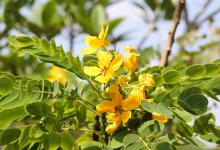 黄花槐家里怎么养