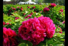 牡丹花在种植期间需要注意哪几点，怎么养？有了解吗