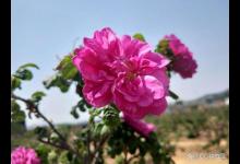 平阴玫瑰花几月份开？详细解答！