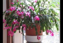 蟹爪兰喝什么水最好？为什么