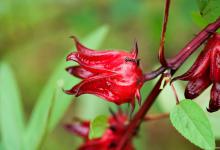 洛神花是什么花，花期什么时候