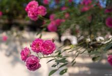 蔷薇也能水培啊！一起来试试吧~