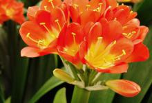 君子兰不开花处理方法