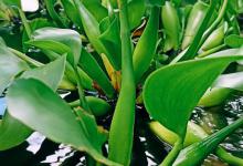 水葫芦可以室内种植吗