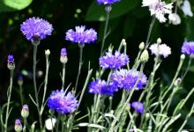 矢车菊和洋甘菊的区别