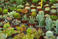 多肉爱好者必看！如何正确修剪多肉长高的方法分享