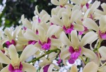 兰花对阳光有什么要求