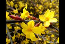 迎春花修剪时间和技巧，一次都学会！