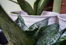 虎皮兰不见阳光会影响生长吗