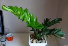 什么花可以吸甲醛？你知道吗