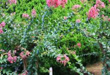 紫薇什么时候开花，紫薇品种有多少