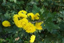 菊花的开花时间，不开花怎么办