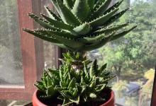 老中医最爱养的3种花，放在家里，空气质量一级棒，养人养心！