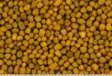 和田玉籽料黄玉桂花黄