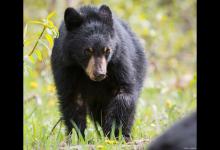 遇到黑熊的逃生办法？人类如果遇到黑熊该如何应对逃生