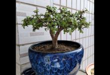 养金枝玉叶，记住“3个控养”，枝繁叶茂，速成老桩盆景！