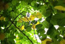 立秋后是不是就是秋天了