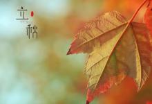 立秋后种什么蔬菜好