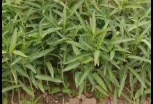 美食家都在家盆栽空心菜你试过吗想吃就去摘一盆可以吃半年