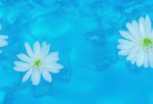 蓝水飘花和冰油青哪个好