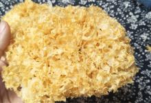 小朵银耳要泡多久银耳要泡多久才可以煮出胶