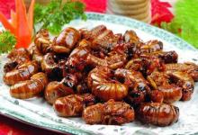 立秋后的金蝉能吃吗