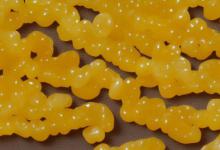 黄玉金丝玉哪个值钱